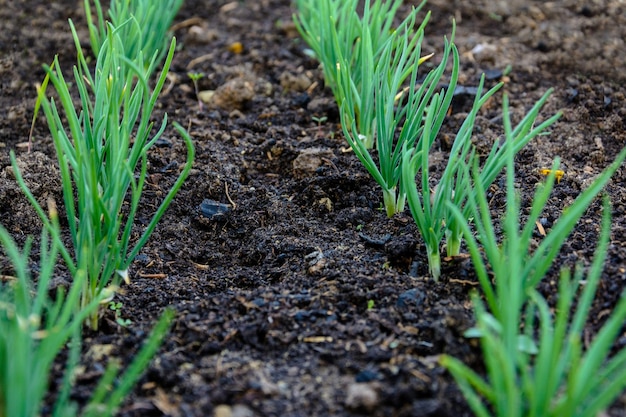 Cebola jovem verde plantada na cama e na estufa