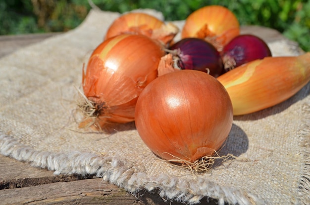 Cebola madura em fundo têxtil Cebola fresca na mesa de madeira