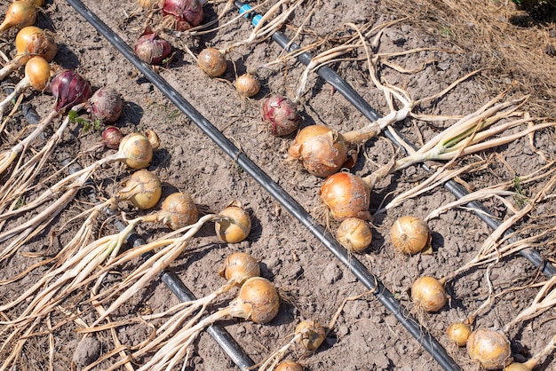 Cebola madura secando ao sol