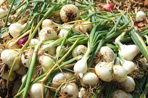 Cebola no chão na fazenda