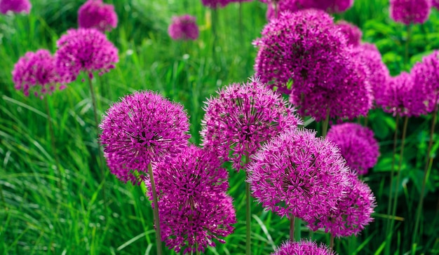 Cebola roxa gigante ou Allium Giganteum flores de cebola selvagem verão cartão postal ou ideia de papel de parede para web design