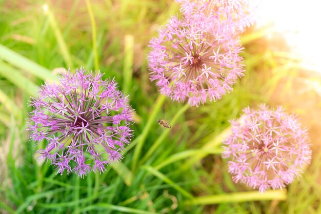 Cebola selvagem Allium florescendo flores roxas de plantas florescendo em forma de bola Foco seletivo