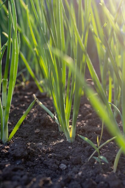 Cebolas crescendo na horta Fechamento de cebolas verdes