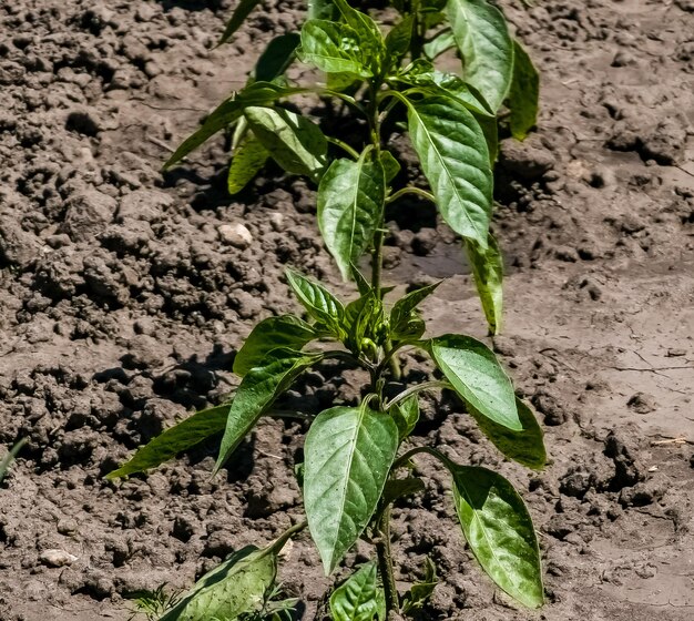 Cebolas de pimenta baixas cultivadas no jardim doméstico Conceito de alimentação saudável