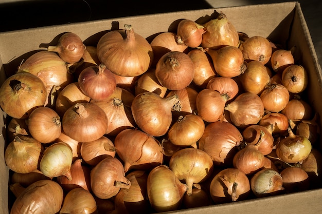 Cebolas douradas maduras em uma caixa.