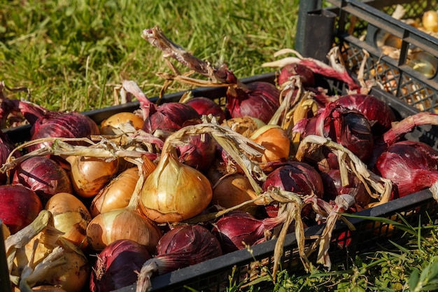 Foto cebolas em uma caixa de plástico preta na grama. colhendo cebola