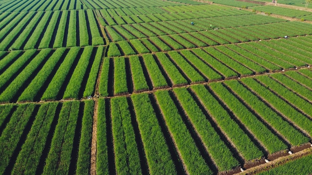 Cebolas estão crescendo no campo agrícola