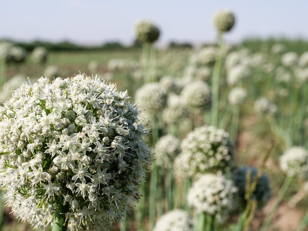 Cebolas florescendo, cultivadas no campo.