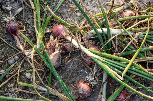 Cebolas insalubres rejeitadas ao lado do campo agrícola close-up tiro