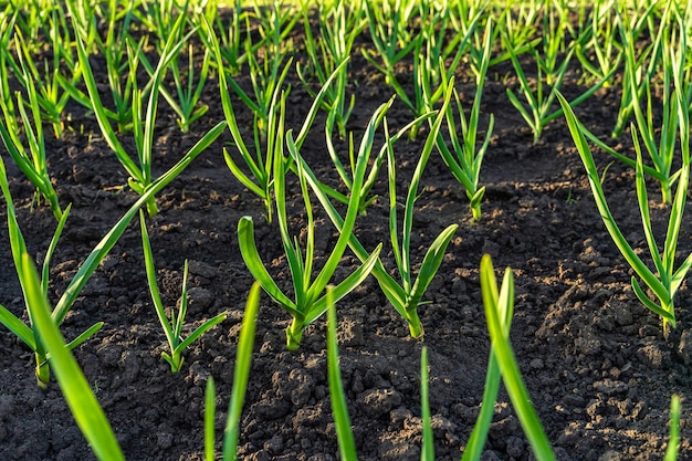 Cebolas no jardim ao sol. crescendo cebolas. o conceito de agricultura.