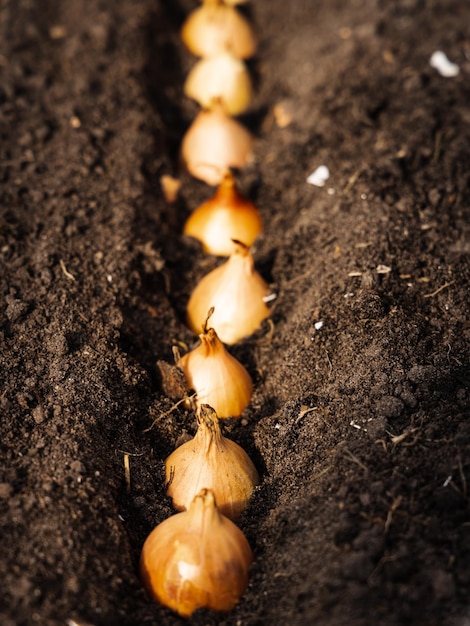 Cebolas pequenas para mudas em um sulco de solo fértil