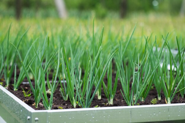 Cebolas verdes em uma cama de jardim em um jardim de aldeia