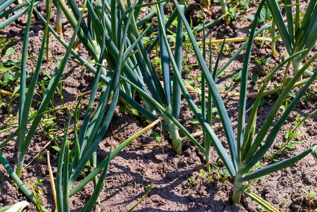 Cebolas verdes no campo no verão