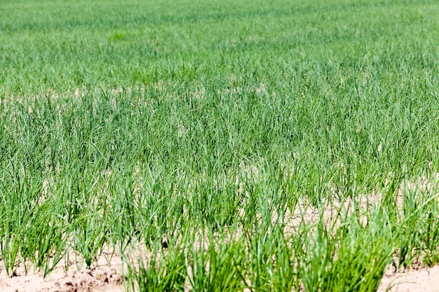 Cebolas verdes no campo