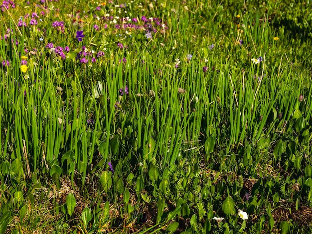 Cebolas verdes selvagens crescem em um prado pantanoso