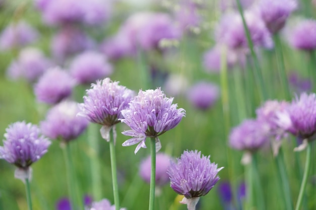 Cebolinhas em flor, muitos botões de flores, Bokeh, foco seletivo