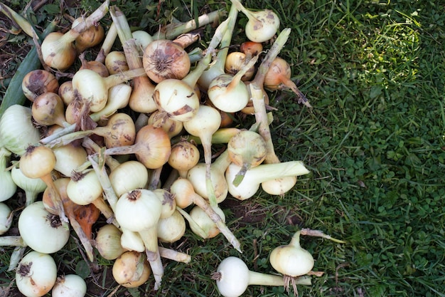 Una cebolla cosechada madura en el campo