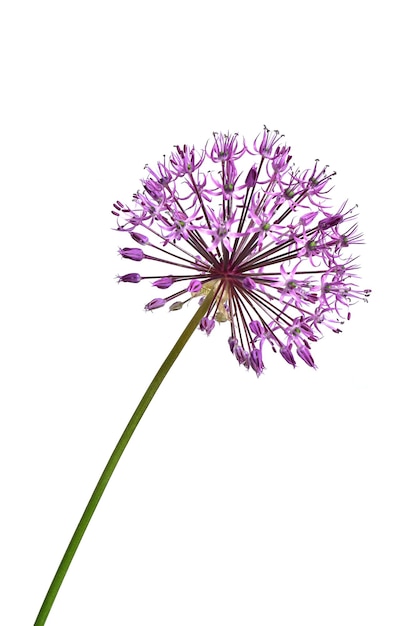 cebolla decorativa de flor de lila sobre un fondo blanco
