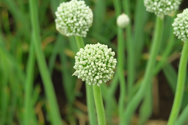 la cebolla florece en el jardín de la granja vegetal cultivando semillas de cebolla