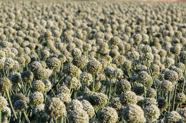 Cebolla floreciente en el campo