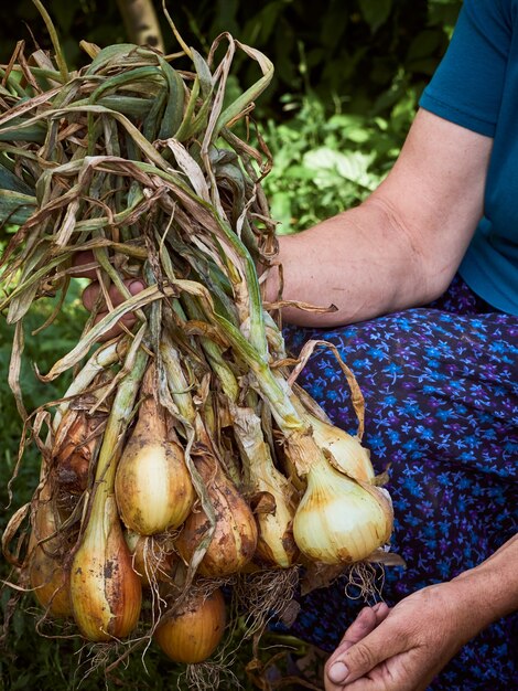 Una cebolla en manos de una anciana campesina