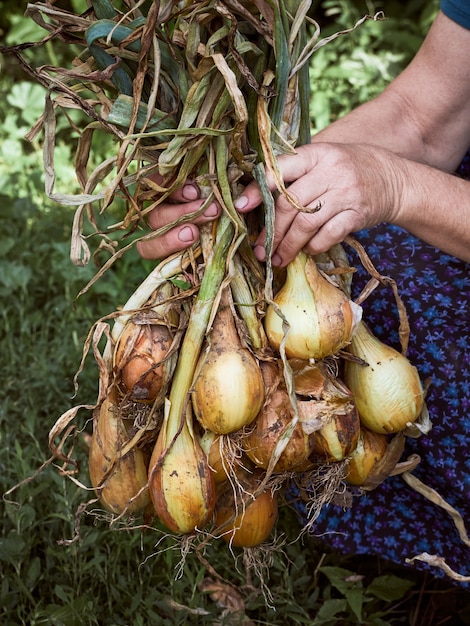 Una cebolla en manos de una anciana campesina