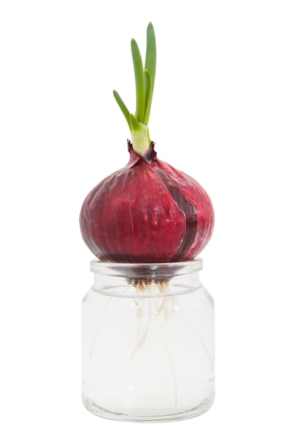 Cebolla roja brotada en un tarro de cristal de agua