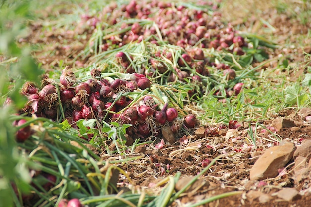 Cebolla en el suelo en la granja