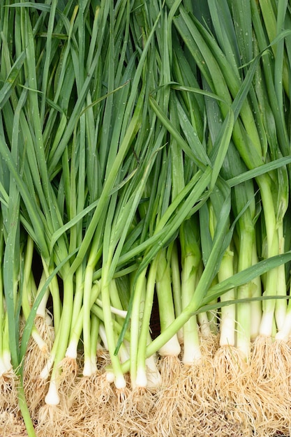 Foto cebolla verde fresca como fondo verduras locales