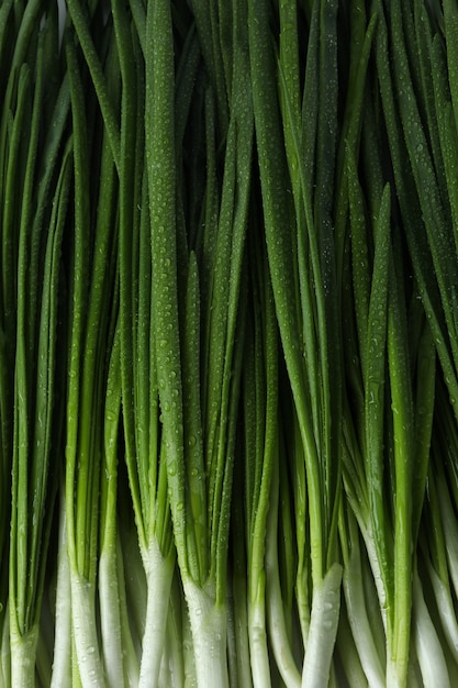 Cebolla verde fresca con gotas de agua