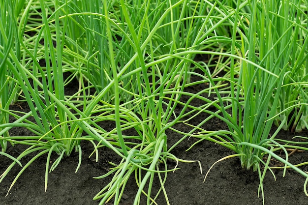 Cebolla verde joven que crece en el jardín