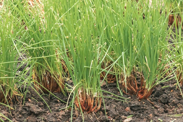 Cebolla verde en la parcela del suelo