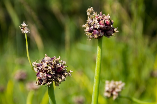 Cebollas de árbol, cebollas de copete, cebollas para caminar o cebollas egipcias (Allium proliferum)