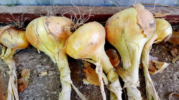 Cebollas en un cobertizo para secar vegetales orgánicos