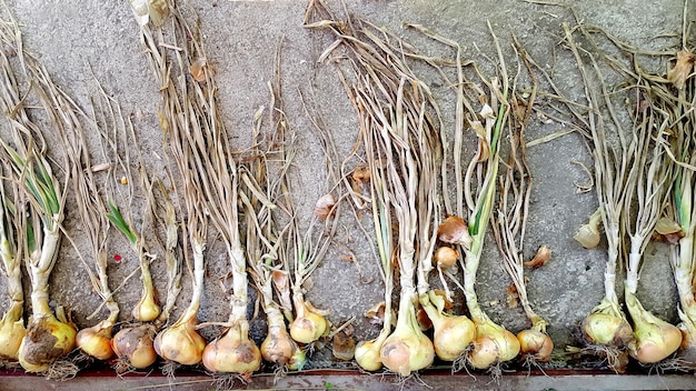 Cebollas en un cobertizo para secar vegetales orgánicos