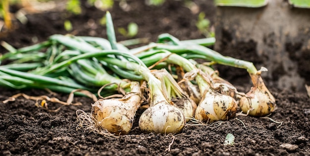 Cebollas cultivadas en un jardín casero. Cebollas orgánicas puestas en el suelo.