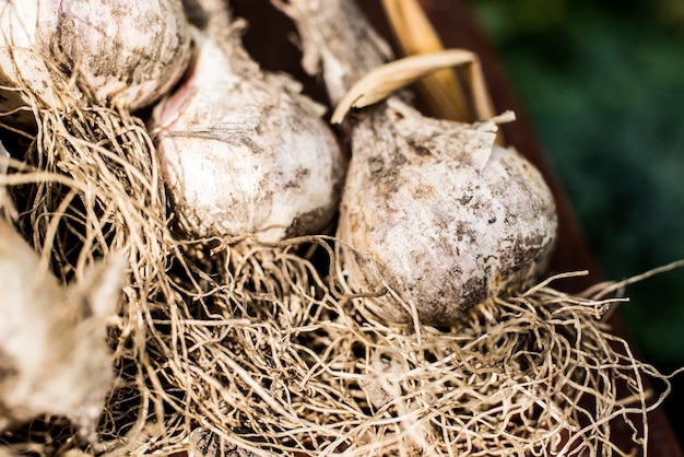 Cebollas cultivadas en un jardín casero. Cebollas orgánicas puestas en el suelo.