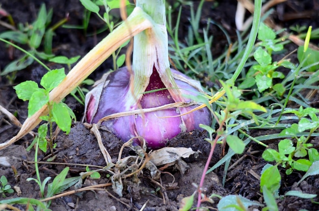 cebollas ecológicas