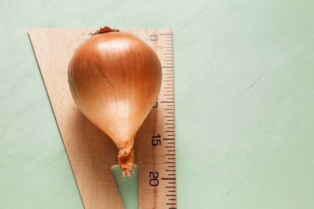 Las cebollas están en una regla. Gran cultivo de raíces de 20 cm de altura. Nueva cosecha.