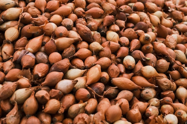 Cebollas frescas en el mercado