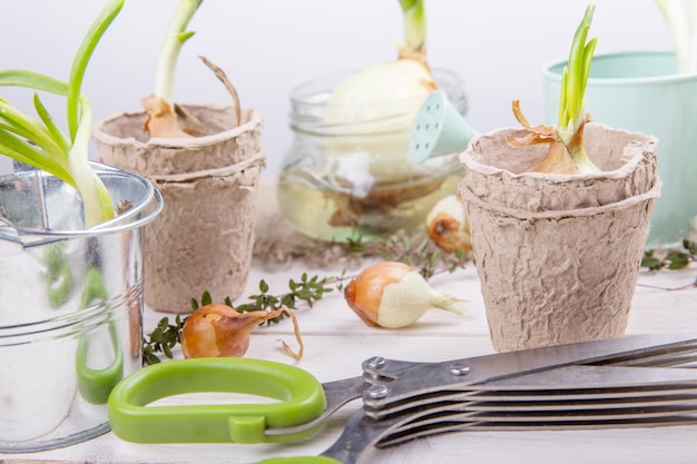 Cebollas germinadas en una mesa de madera blanca con herramientas de jardín