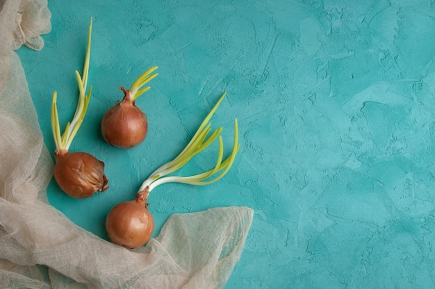 Cebollas germinadas sobre fondo turquesa.