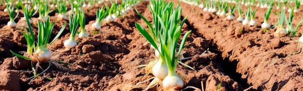 Cebollas que crecen en el campo del jardín IA generativa