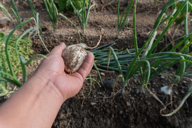 Cebollas recién excavadas del campo cebollas en manos humanas