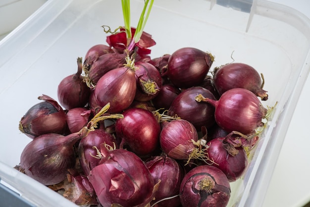 Cebollas rojas germinadas en un recipiente.