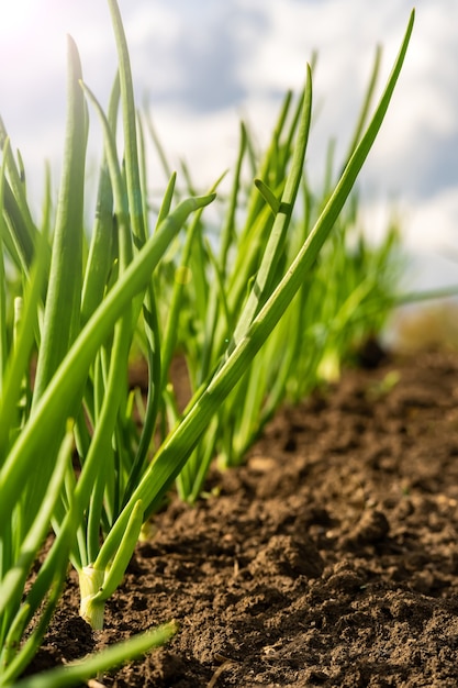 Foto cebollas verdes en un campo en filas.