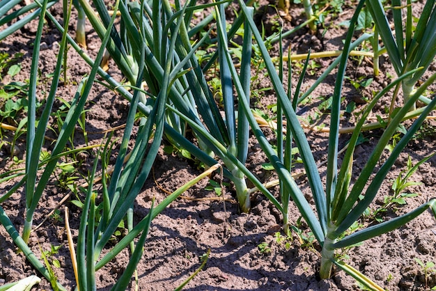 Cebollas verdes en el campo en verano