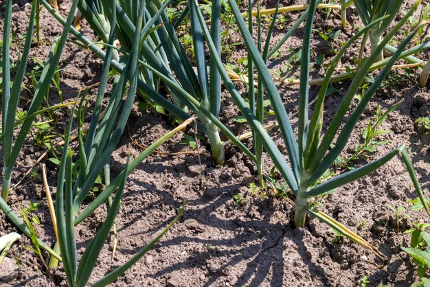 Cebollas verdes en el campo en verano