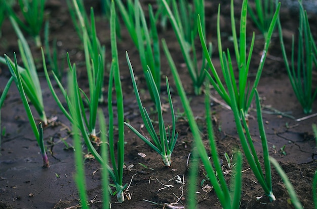 Cebollas verdes que crecen en el jardín.