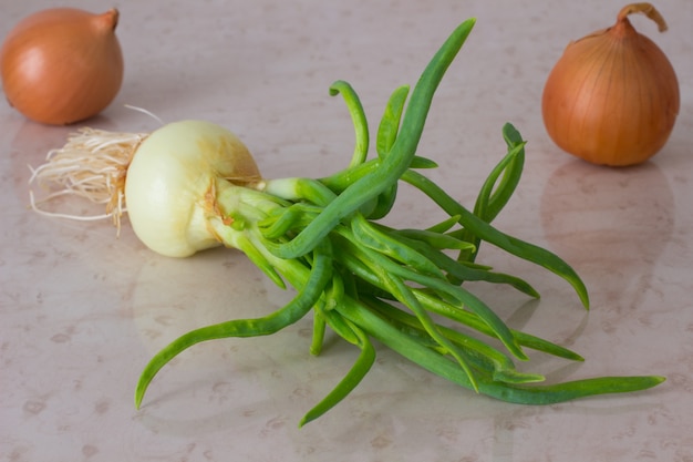 Cebollas verdes con raíces. Dos cebollas en la mesa